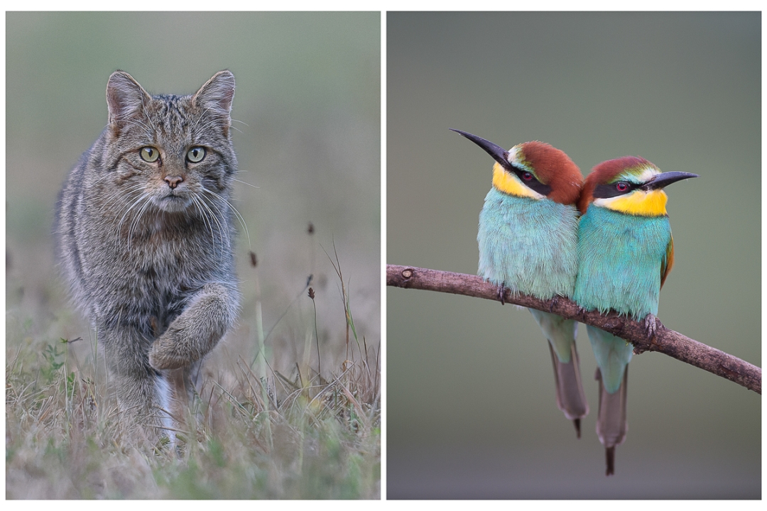 Naturellement Sauvage