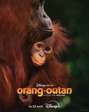 Orang-outan