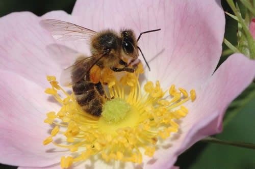 ECOMUSéE DE L'ABEILLE DU HAUT-DOUBS